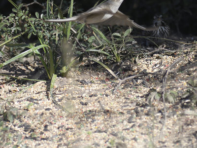 brewer's sparrow BRD7991.JPG