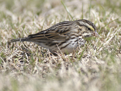 savannah sparrow BRD8030.JPG