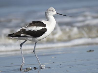 american avocet BRD8096.JPG