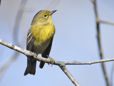 pine warbler BRD8120.JPG