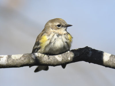 yellow-rumped warbler BRD8131.JPG