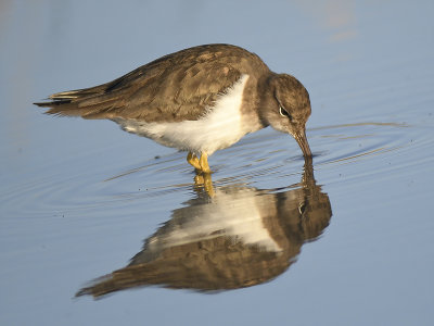 spotted sandpiper BRD8159.JPG