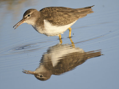 spotted sandpiper BRD8160.JPG