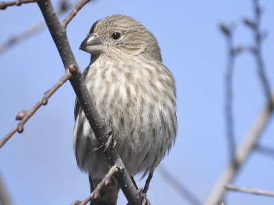 house finch BRD8475.JPG