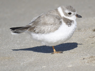 piping plover BRD8627.JPG