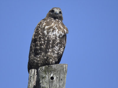 red-tailed hawk harlan's BRD8703.JPG