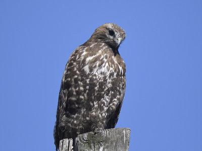 red-tailed hawk harlan's BRD8706.JPG