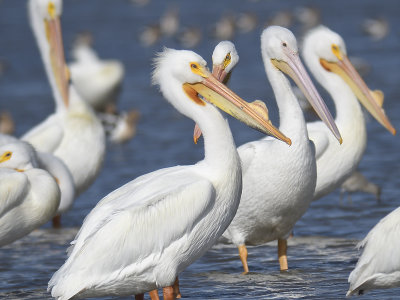 white pelican BRD9079.JPG