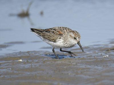 western sandpiper BRD9088.JPG