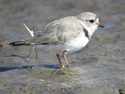 piping plover band BRD9186.JPG