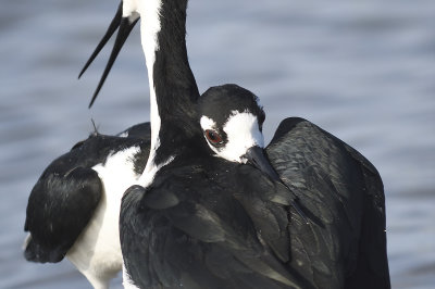 black-necked stilt BRD9266 01.JPG