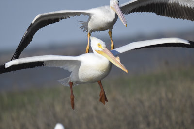 white pelican BRD9441.JPG