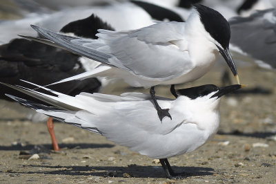 sandwich tern BRD9467.JPG