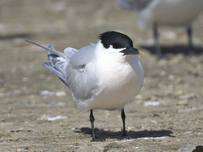 sandwich tern BRD9492.JPG