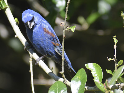 blue grosbeak BRD9878.JPG