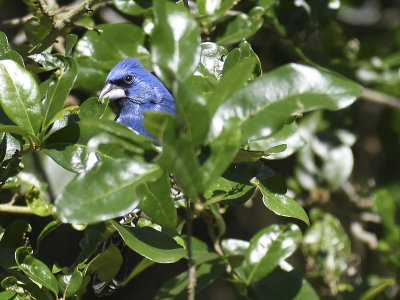 blue grosbeak BRD9881.JPG