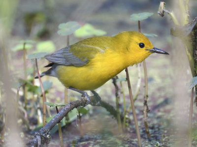 1630l_prothonotary_warbler