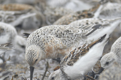 red knot BRD0078.JPG