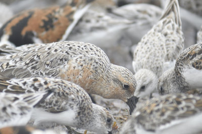 red  knot BRD0079.JPG