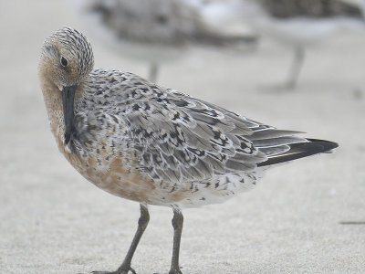 red knot BRD0102.JPG