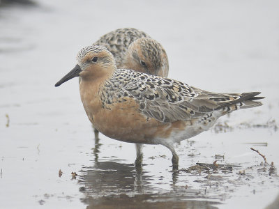 red knot BRD0109.JPG