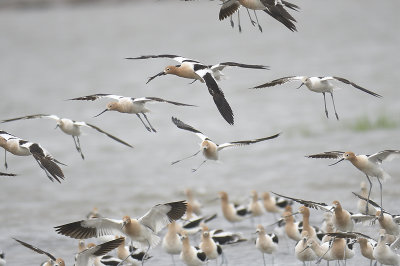 american avocet BRD0304.JPG