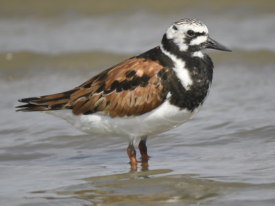 ruddy turnstone BRD0397.JPG