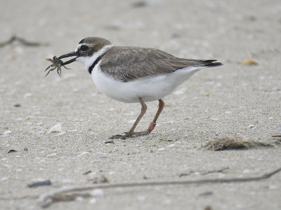 wilson's plover BRD0309.JPG