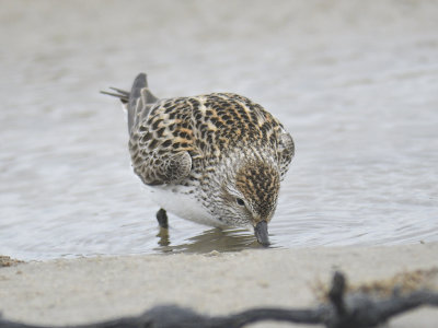 white-rumped sandpiper BRD0256.JPG