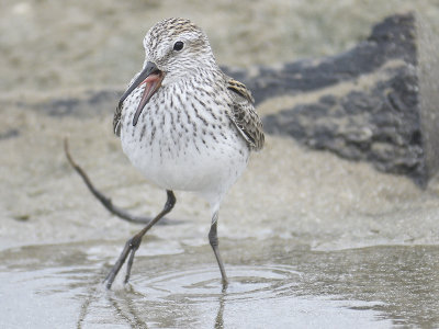 white-rumped sandpiper BRD0335.JPG