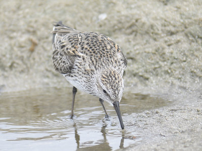 white-rumped sandpiper BRD0338.JPG