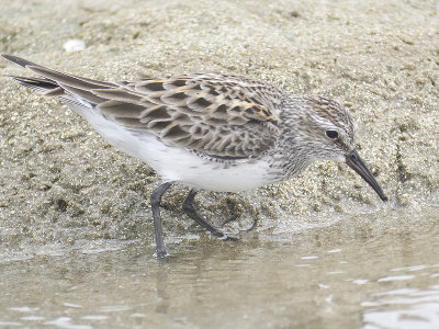 white-rumped sandpiper BRD0346.JPG