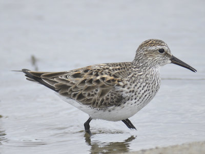 white-rumped sandpiper BRD0374.JPG