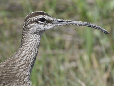 whimbrel BRD0387.JPG