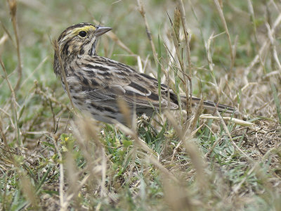 savannah sparrow BRD0445.JPG