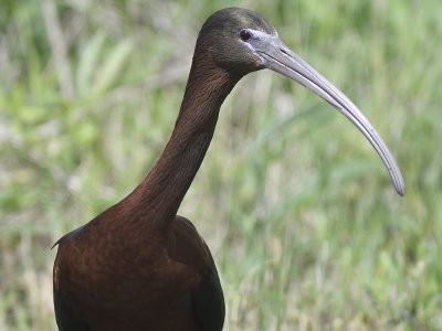 glossy ibis BRD0650.JPG