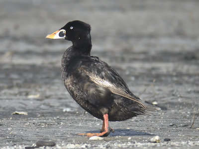 surf scoter BRD0768.JPG