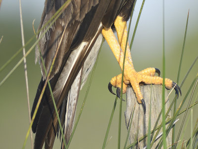 crested caracara BRD0814.JPG