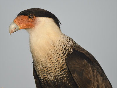 crested caracara BRD0819.JPG