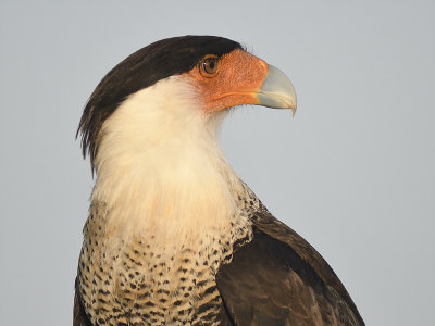 crested caracara BRD0823.JPG