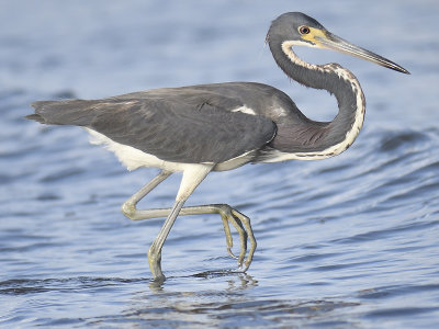 tricolored heron BRD0850.JPG