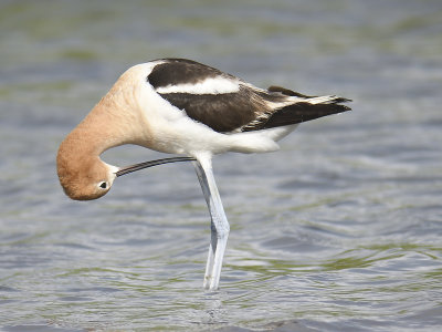 american avocet BRD1046.JPG