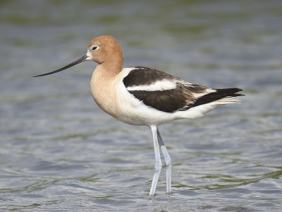 american avocet BRD1047.JPG