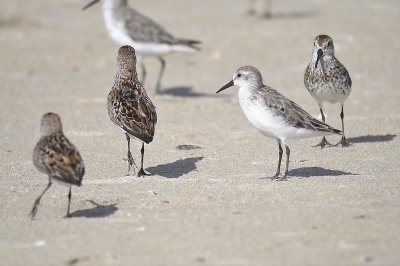 western sandpiper BRD1054.JPG