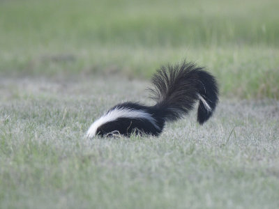 striped skunk BRD1084.JPG