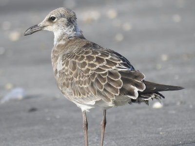 laughing gull BRD1120.JPG