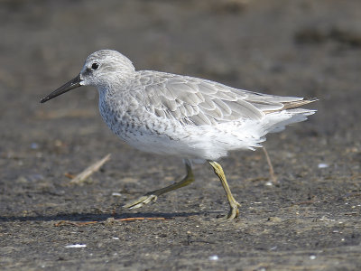 red knot BRD1254.JPG