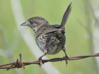 seaside sparrow BRD1485.JPG