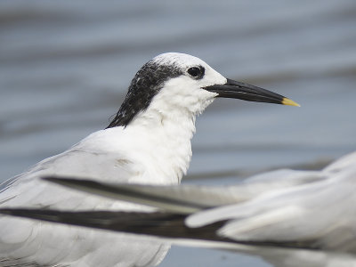 sandwich tern BRD1403.JPG