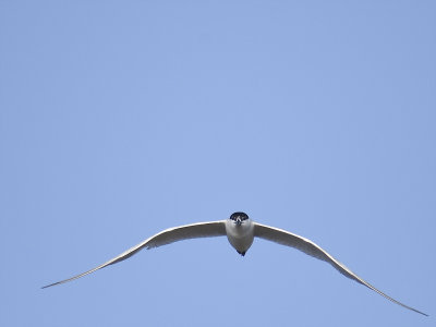gull-billed tern BRD1334.JPG